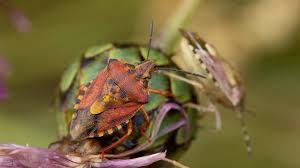Attēlu rezultāti vaicājumam “Carpocoris purpureipennis”