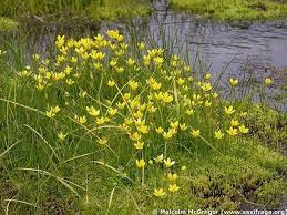 Attēlu rezultāti vaicājumam “Saxifraga hirculus”