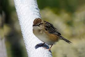 Image result for Cisticola juncidis
