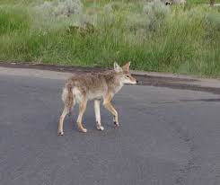 Image result for Hartlepool Coyotes