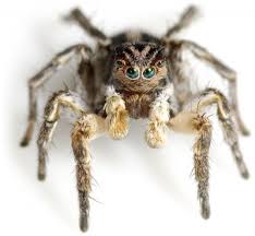 Attēlu rezultāti vaicājumam “Aelurillus v-insignitus”