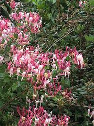 Attēlu rezultāti vaicājumam “Lonicera”