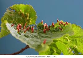 Attēlu rezultāti vaicājumam “Eriophyes tiliae”