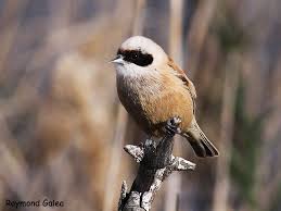 Attēlu rezultāti vaicājumam “Remiz pendulinus adult”