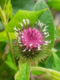 Attēlu rezultāti vaicājumam “Arctium tomentosum flower”