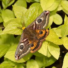 Attēlu rezultāti vaicājumam “Saturnia pavonia”