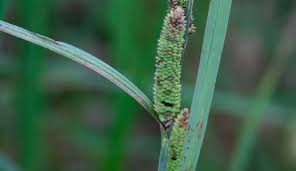Attēlu rezultāti vaicājumam “Carex acutiformis leaf”