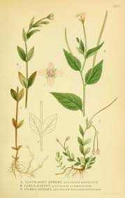 Attēlu rezultāti vaicājumam “Epilobium montanum”