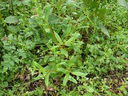 Attēlu rezultāti vaicājumam “Myosotis sparsiflora flower”
