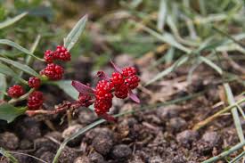 Attēlu rezultāti vaicājumam “Chenopodium foliosum fruit”