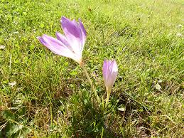 Image result for Herbstzeitlose