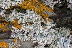 Attēlu rezultāti vaicājumam “Physcia adscendens”