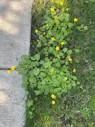 Attēlu rezultāti vaicājumam “Ficaria verna”