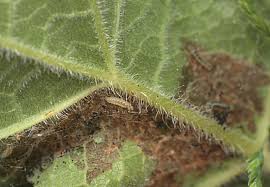 Attēlu rezultāti vaicājumam “Epermeniidae”