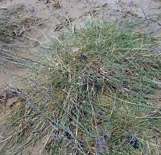 Attēlu rezultāti vaicājumam “Puccinellia distans”