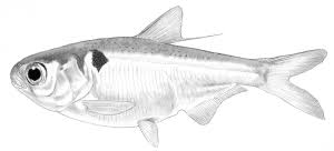 Image result for Dorosoma cepedianum