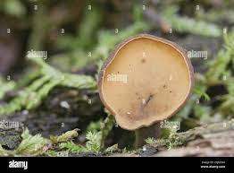 Attēlu rezultāti vaicājumam “Chlorencoelia versiformis”