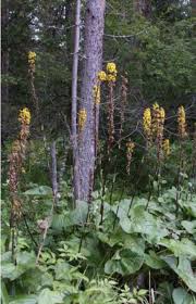 Attēlu rezultāti vaicājumam “Ligularia sibirica flower”