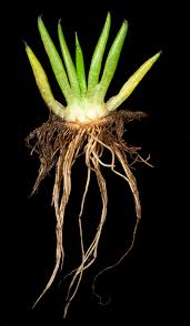 Attēlu rezultāti vaicājumam “Isoetaceae”