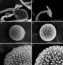 Attēlu rezultāti vaicājumam “Lamproderma puncticulatum stalked”