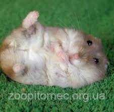 Image result for хомяк