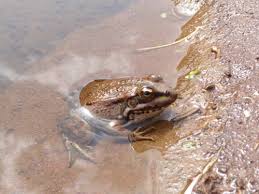 Attēlu rezultāti vaicājumam “Pelophylax juvenile”