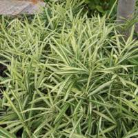 Attēlu rezultāti vaicājumam “Koeleria glauca leaf”