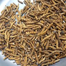 Attēlu rezultāti vaicājumam “Cordyceps polyarthra”