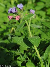 Image result for Pulmonaria officinalis
