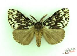 Attēlu rezultāti vaicājumam “Lymantria monacha pupa”