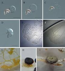 Attēlu rezultāti vaicājumam “Didymium sp.”