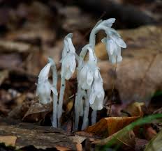 Attēlu rezultāti vaicājumam “Plantago uniflora flower”