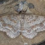 Attēlu rezultāti vaicājumam “Hydrelia sylvata”