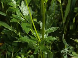 Attēlu rezultāti vaicājumam “Thalictrum flavum”