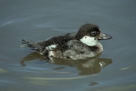 Attēlu rezultāti vaicājumam “Bucephala clangula juvenile”