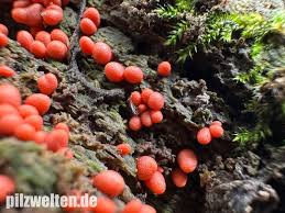 Attēlu rezultāti vaicājumam “Lycogala conicum”