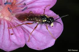 Attēlu rezultāti vaicājumam “Tenthredinidae”