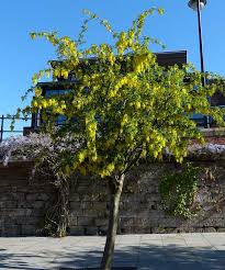 Attēlu rezultāti vaicājumam “Laburnum”