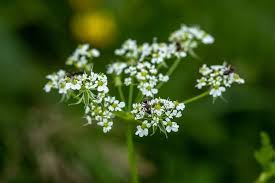 Image result for Chaerophyllum aureum