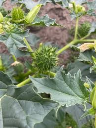 Image result for Datura stramonium