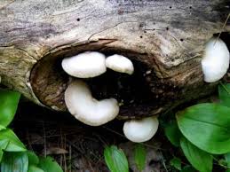 Attēlu rezultāti vaicājumam “Tyromyces chioneus”