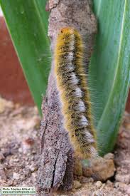 Attēlu rezultāti vaicājumam “Lasiocampa trifolii male”