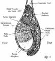 Orchid - Fighting Male Cancer | Testicular Cancer