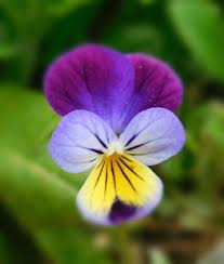 Attēlu rezultāti vaicājumam “Viola tricolor flower”
