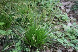 Attēlu rezultāti vaicājumam “Carex digitata leaf”