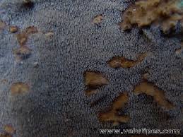 Attēlu rezultāti vaicājumam “Asterodon ferruginosus”