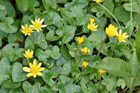 Attēlu rezultāti vaicājumam “Ficaria verna”