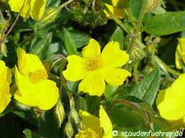 Attēlu rezultāti vaicājumam “Helianthemum nummularium”