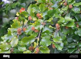 Attēlu rezultāti vaicājumam “Fagus sylvatica fruit”