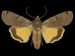 Attēlu rezultāti vaicājumam “Noctua pronuba”